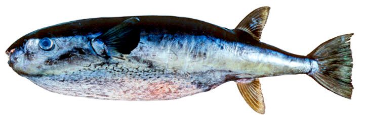 Lagocephalus lagocephalus_07.jpg